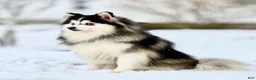 Pomsky dogs for sale: Scout - Ad 16