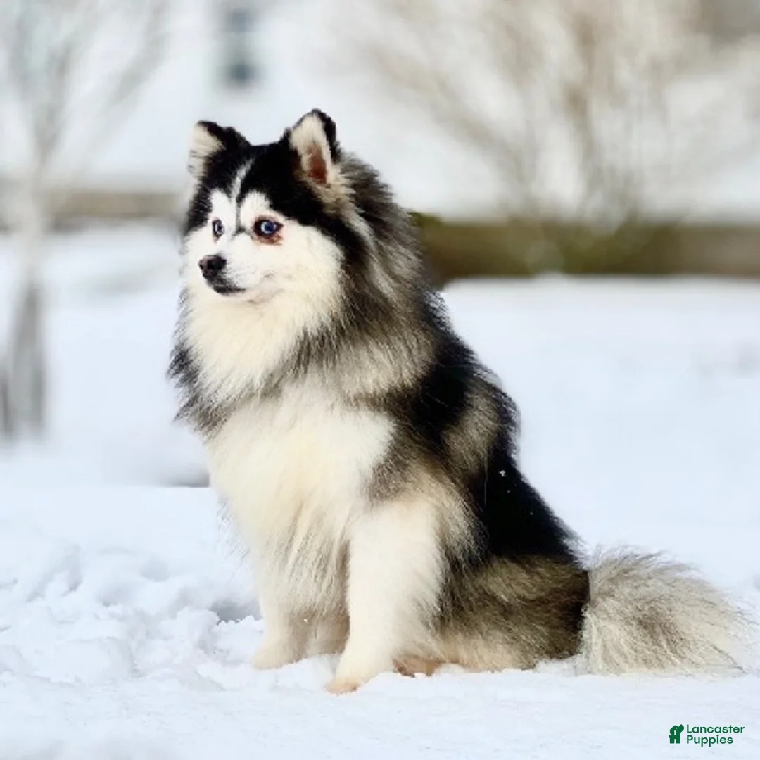Pomsky dogs for sale: Scout - Ad 16