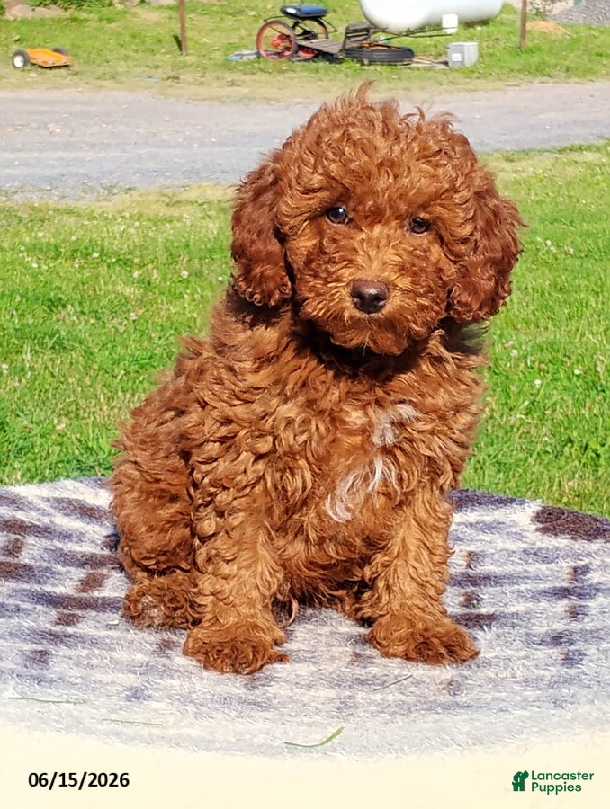 Irish Doodle dogs Joey - Ad 1