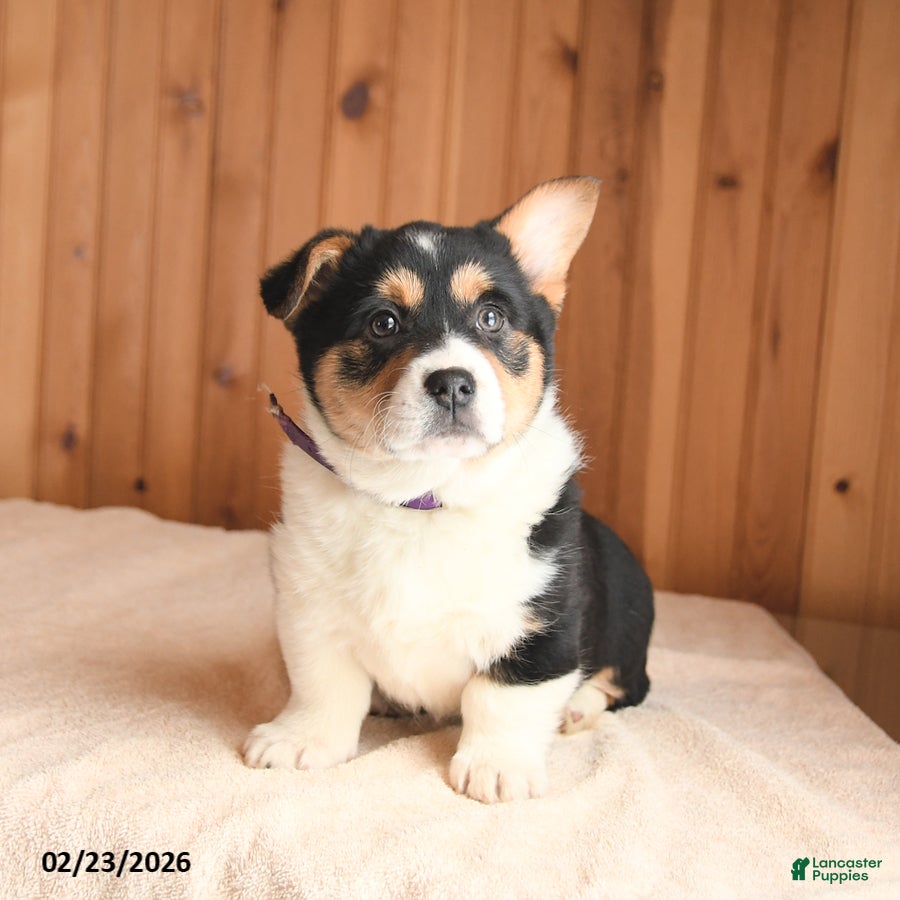 Welsh Corgi Pembroke dogs Daisy - Ad 2