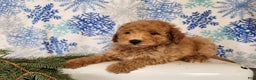 Mini Goldendoodle dogs for sale: Nash - Ad 13
