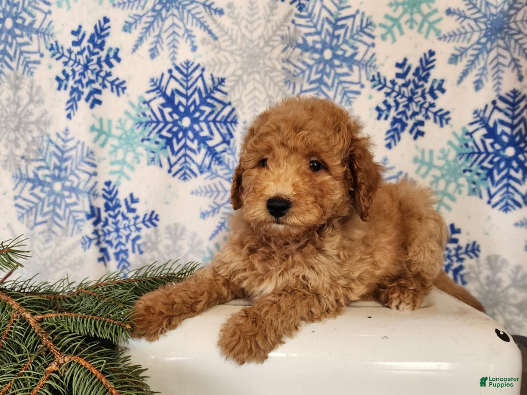 Mini Goldendoodle dogs for sale: Nash - Ad 13