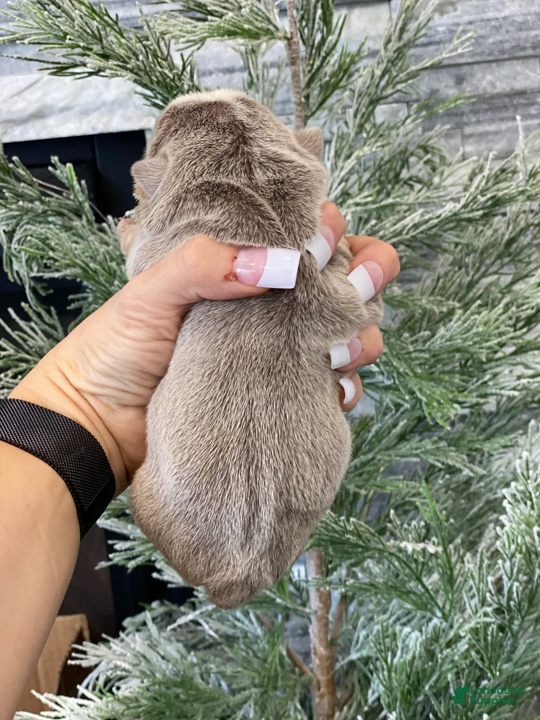 English Bulldog dogs for sale: Aurora - Ad 3