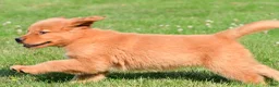 Golden Retriever dogs for sale: Charlie - Ad 10