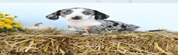 Miniature Dachshund dogs for sale: Willow - Ad 3
