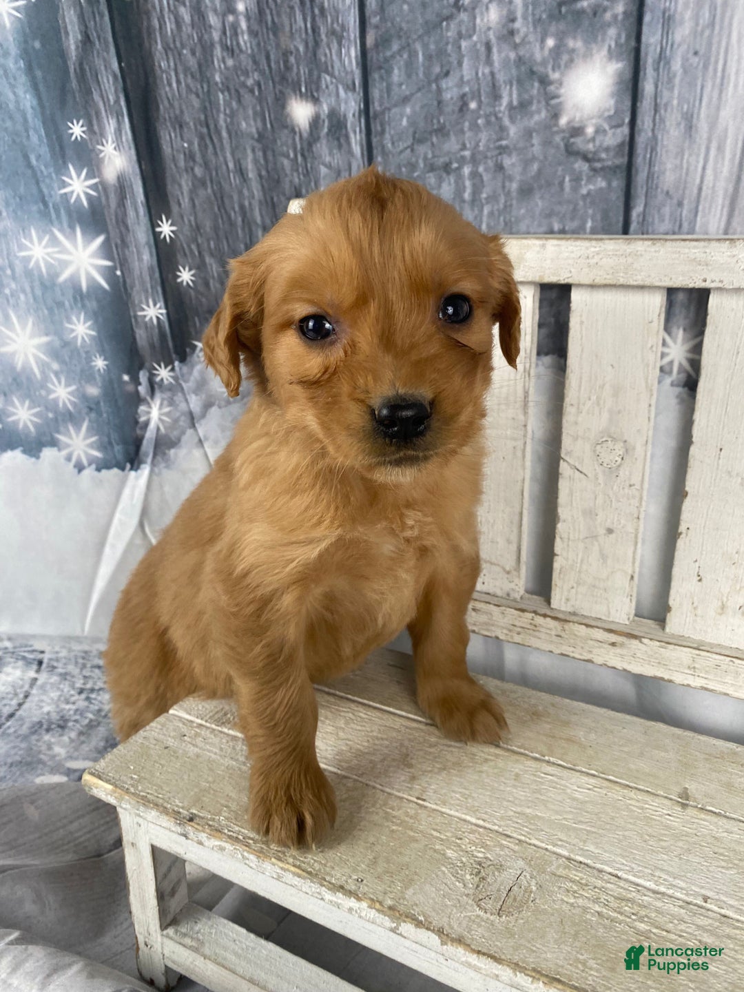 Golden Retriever dogs for sale: Jess - Ad 2