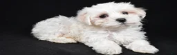 Maltese dogs for sale: Chloe - Ad 11