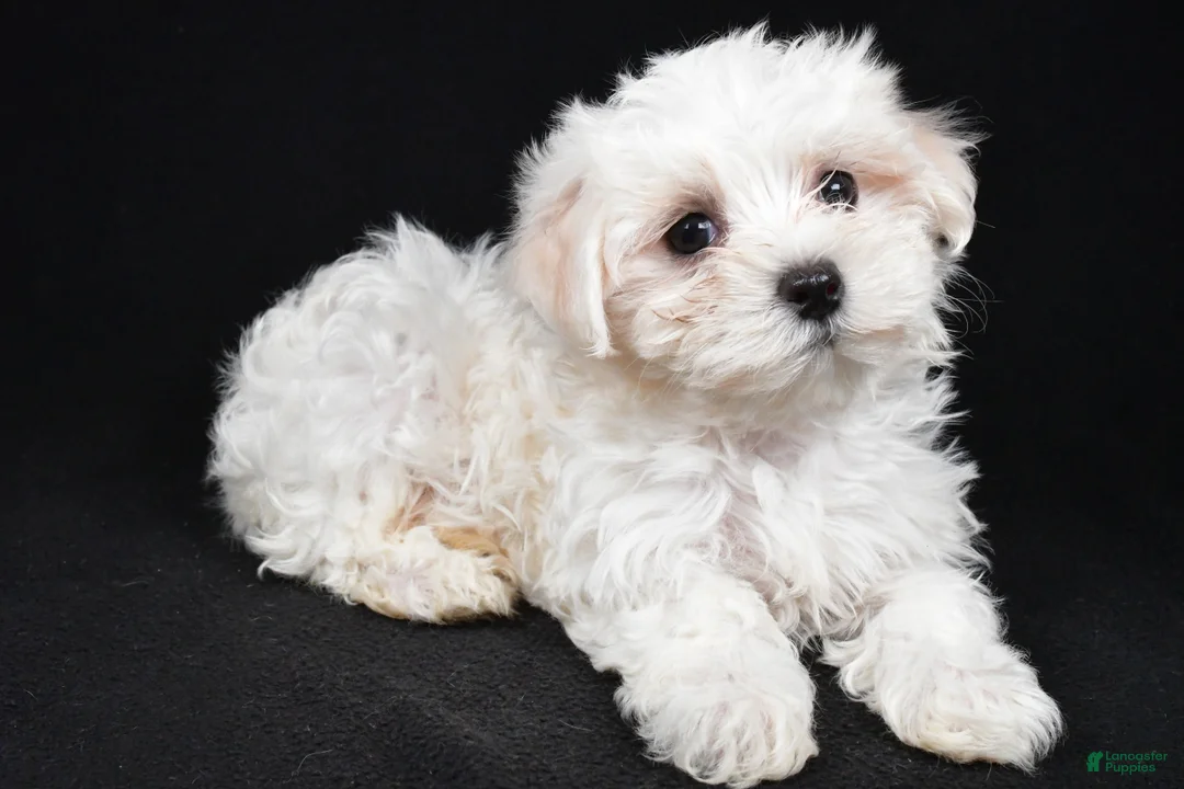 Maltese dogs for sale: Chloe - Ad 11