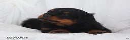 Rottweiler dogs for sale: Cruze - Ad 2