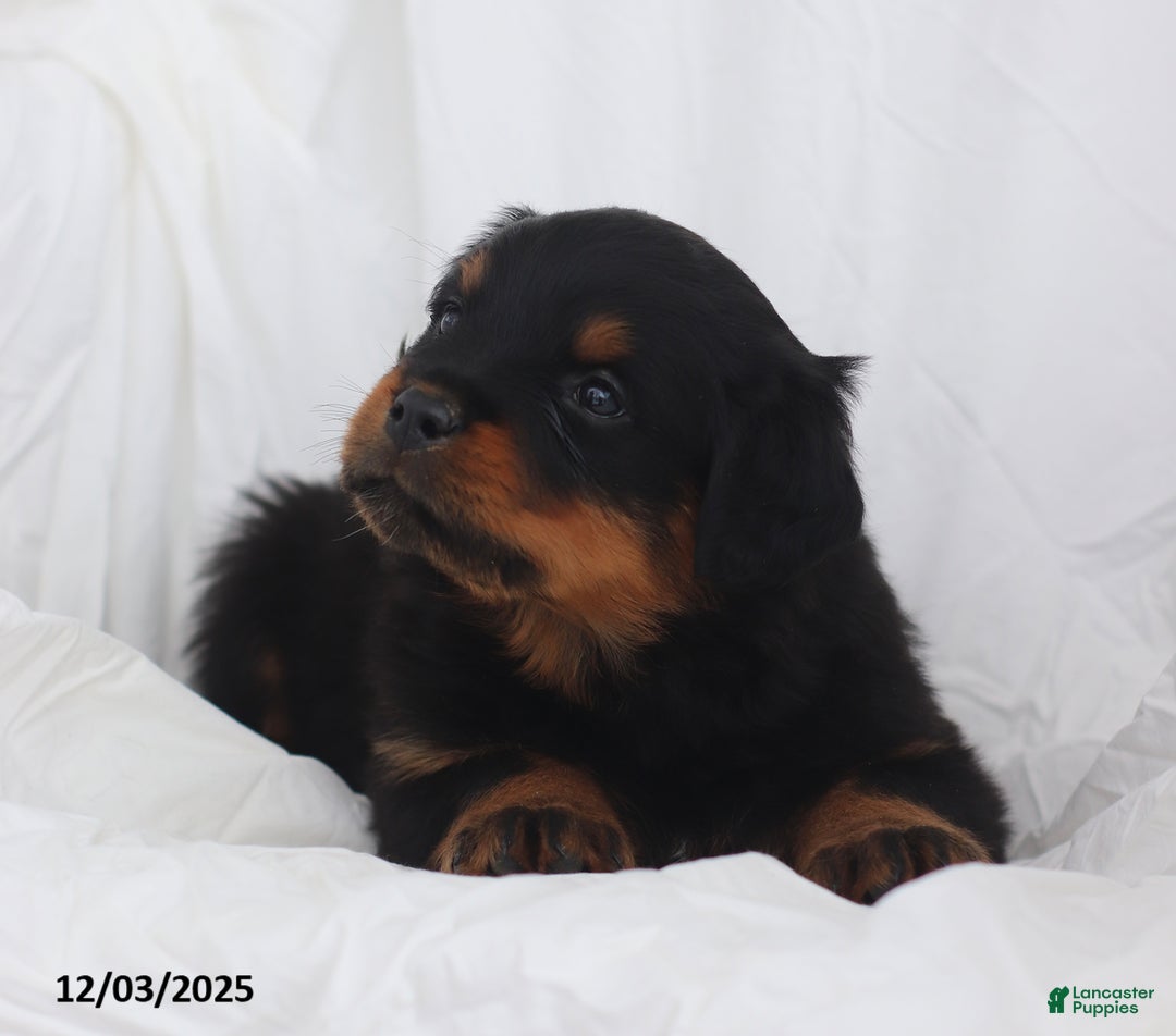 Rottweiler dogs for sale: Cruze - Ad 2
