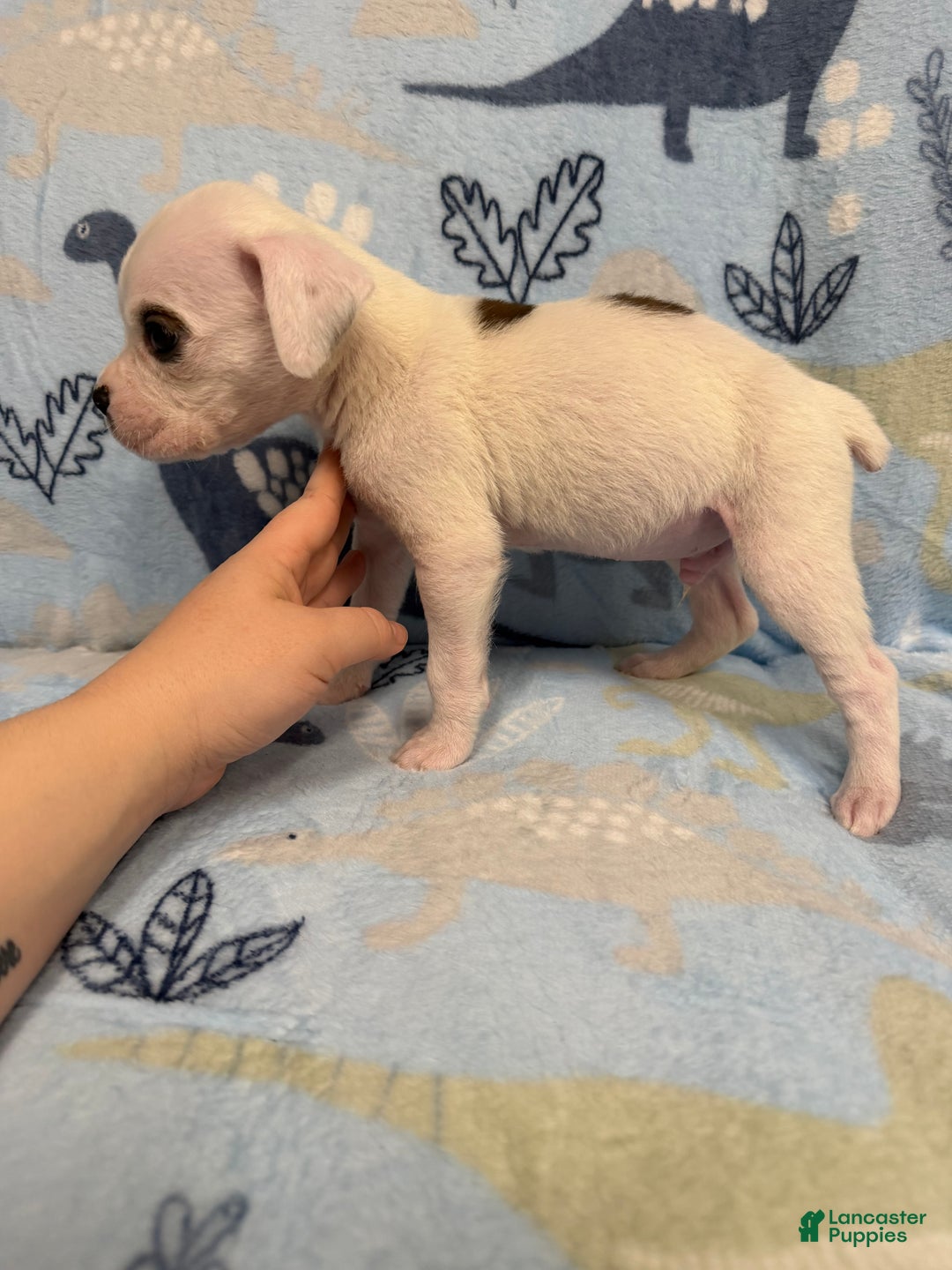 Boxer dogs for sale: Frosty - Ad 3