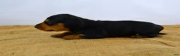 Dachshund dogs for sale: Rocky - Ad 4