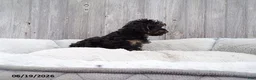 Yorkiepoo dogs for sale: Abbie - Ad 5