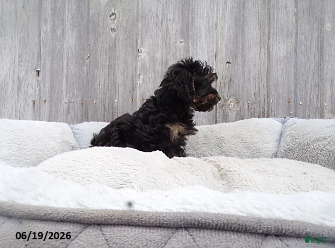 Yorkiepoo dogs for sale: Abbie - Ad 5