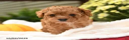 Toy Poodle dogs for sale: Peter - Ad 2
