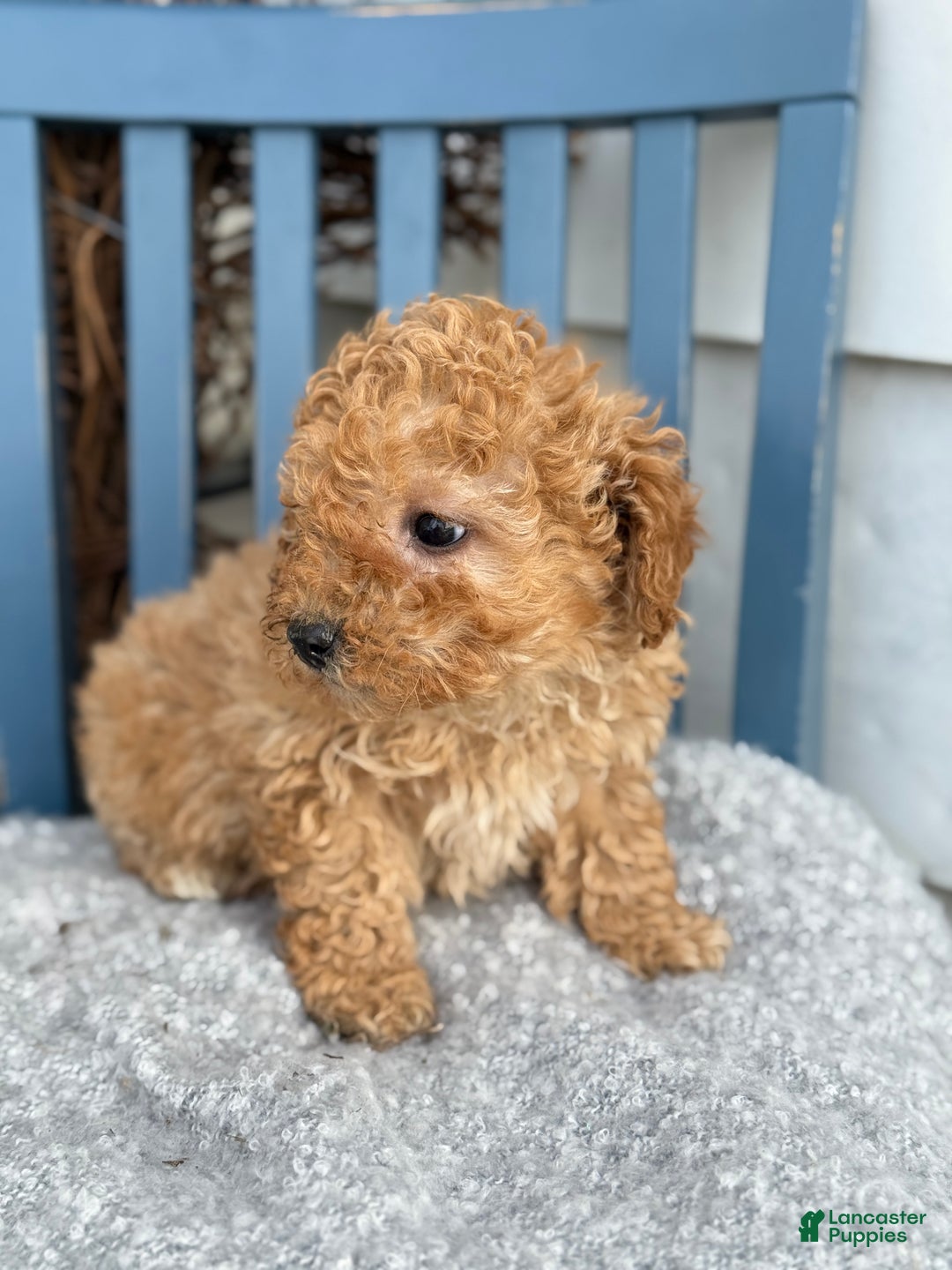 Toy Poodle dogs for sale: Oaks - Ad 9