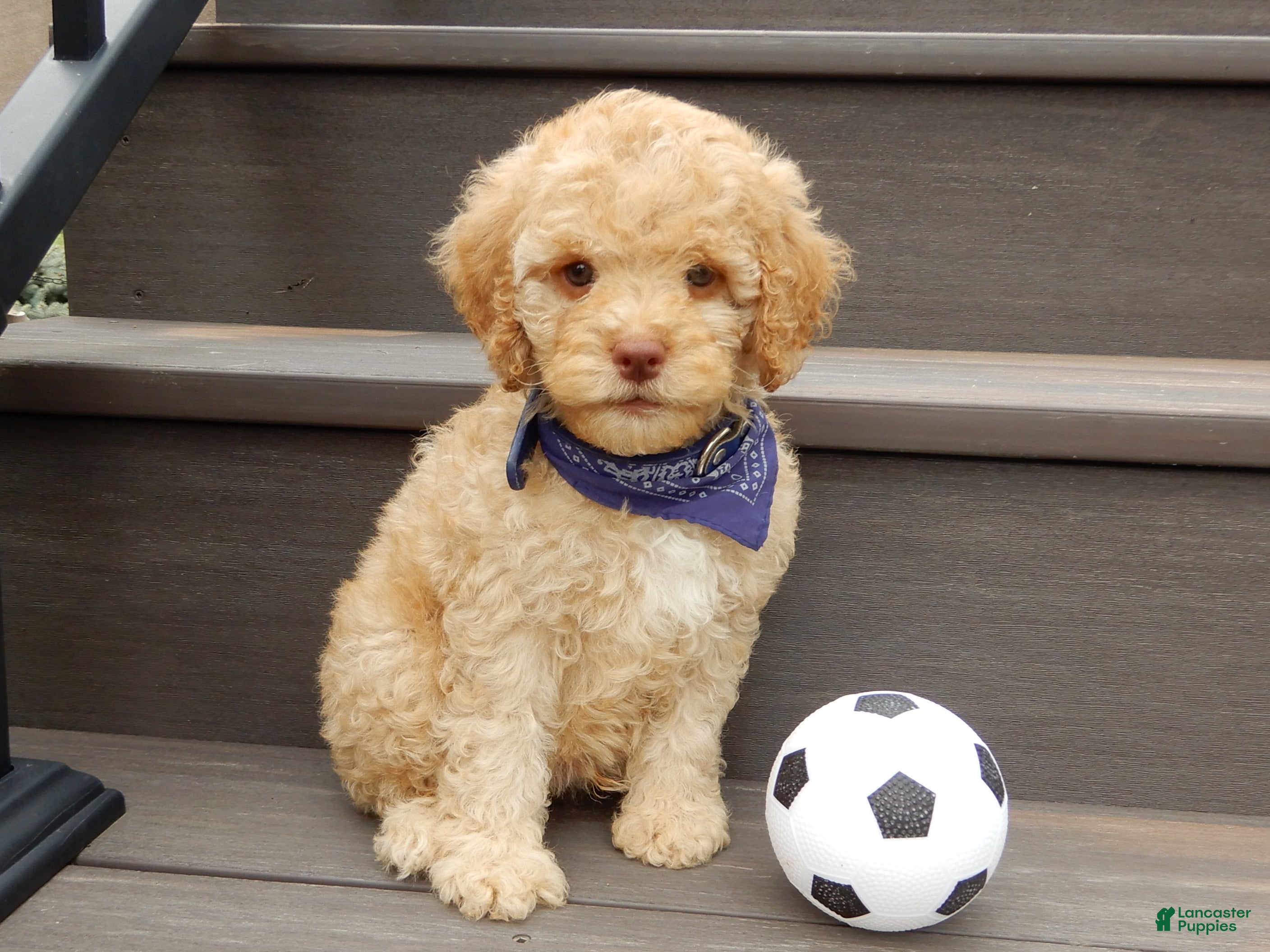 Cockapoo dogs Teddy - Ad 1