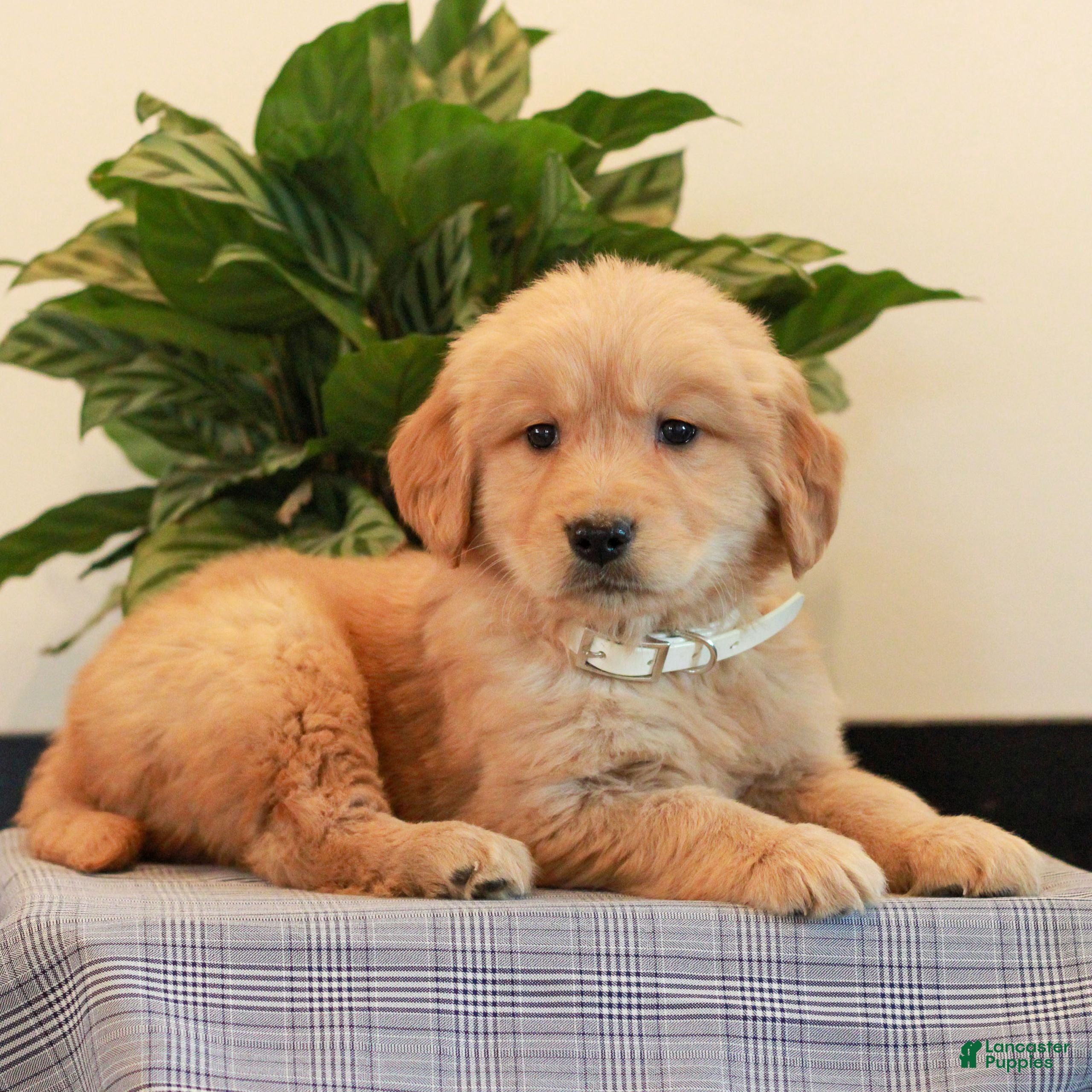 Golden Retriever dogs Jaydon  - Ad 2
