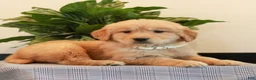 Golden Retriever dogs for sale: Jaydon  - Ad 2