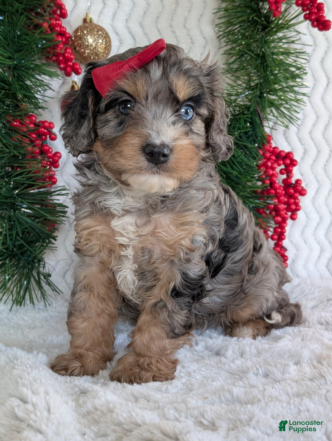 Cavapoo dogs for sale: Nemo - Ad 10