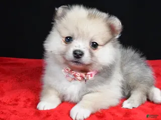 Pomeranian dogs Mindy - Ad 29