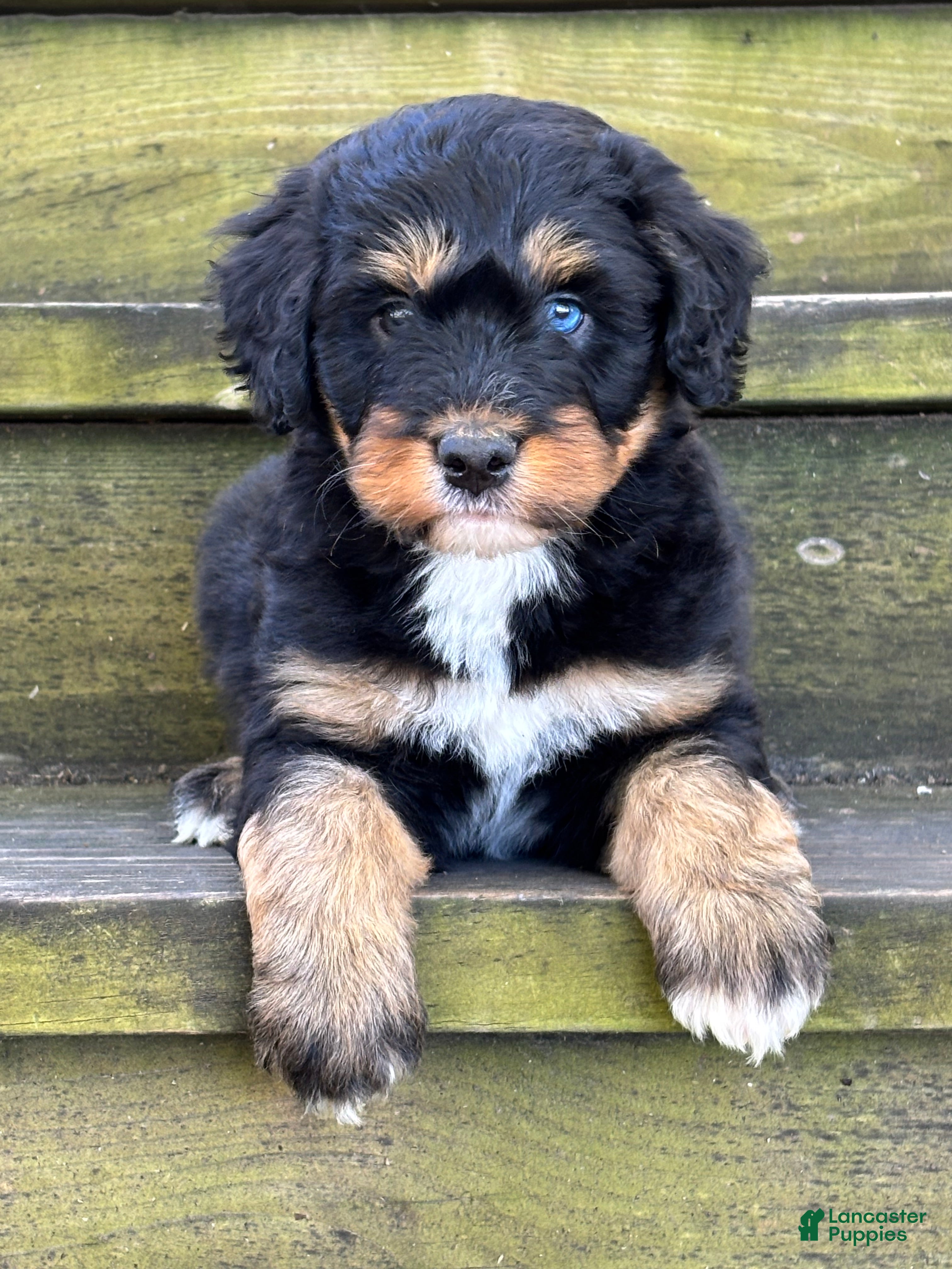Aussiedoodle dogs for sale: Ryder - Ad 1