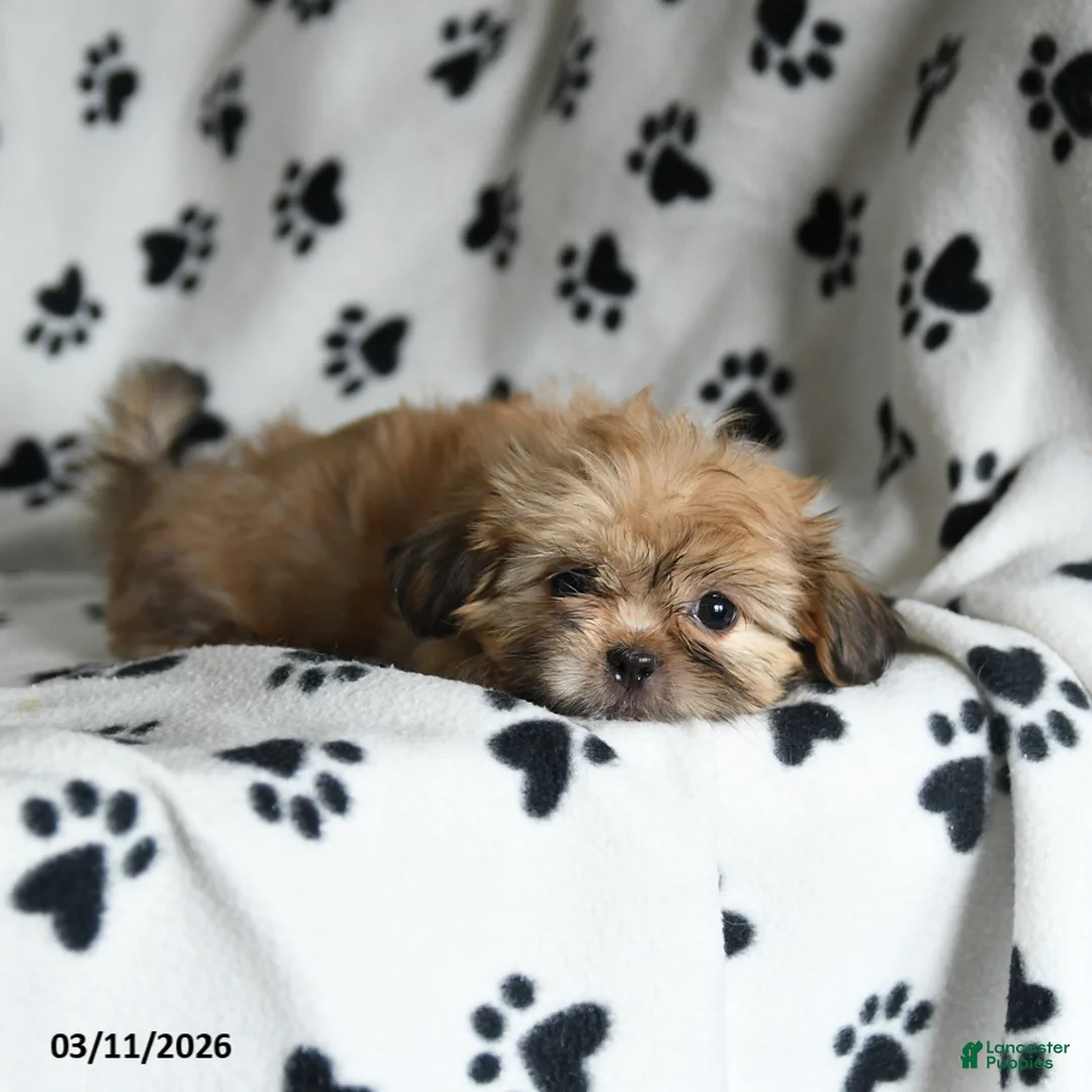 Shih Tzu dogs for sale: Zorro - Ad 1