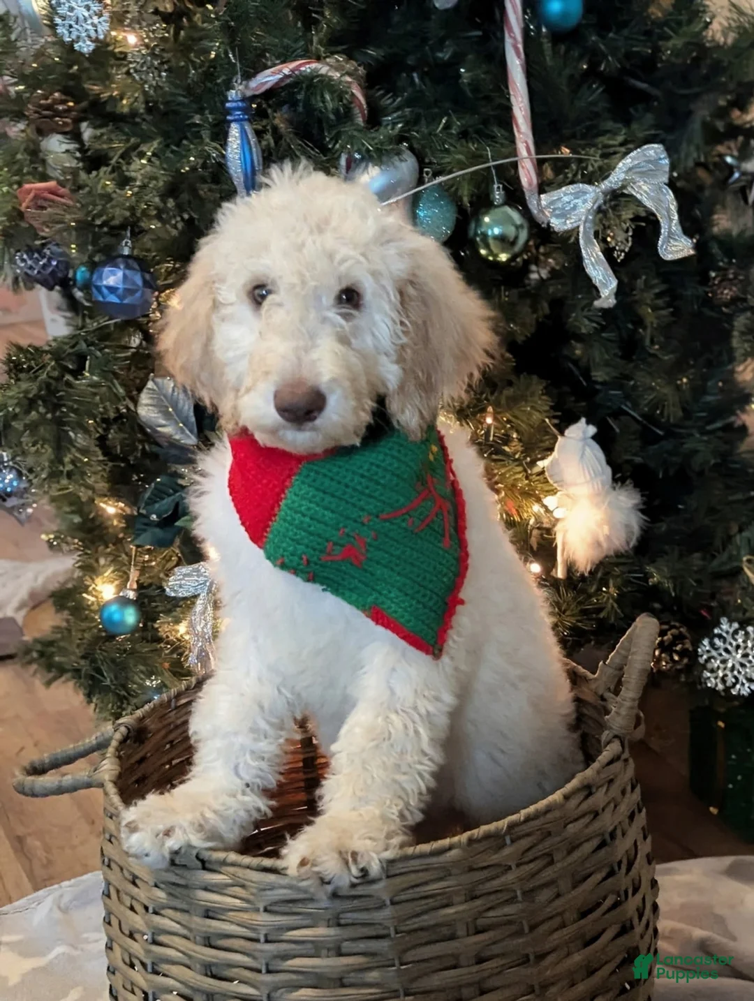 Goldendoodle dogs for sale: Daisy - Ad 3