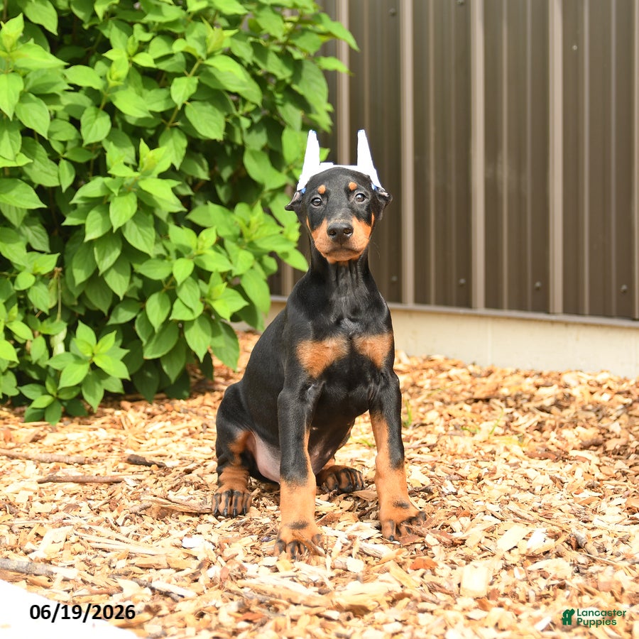 Doberman Pinscher dogs Diesel - Ad 2
