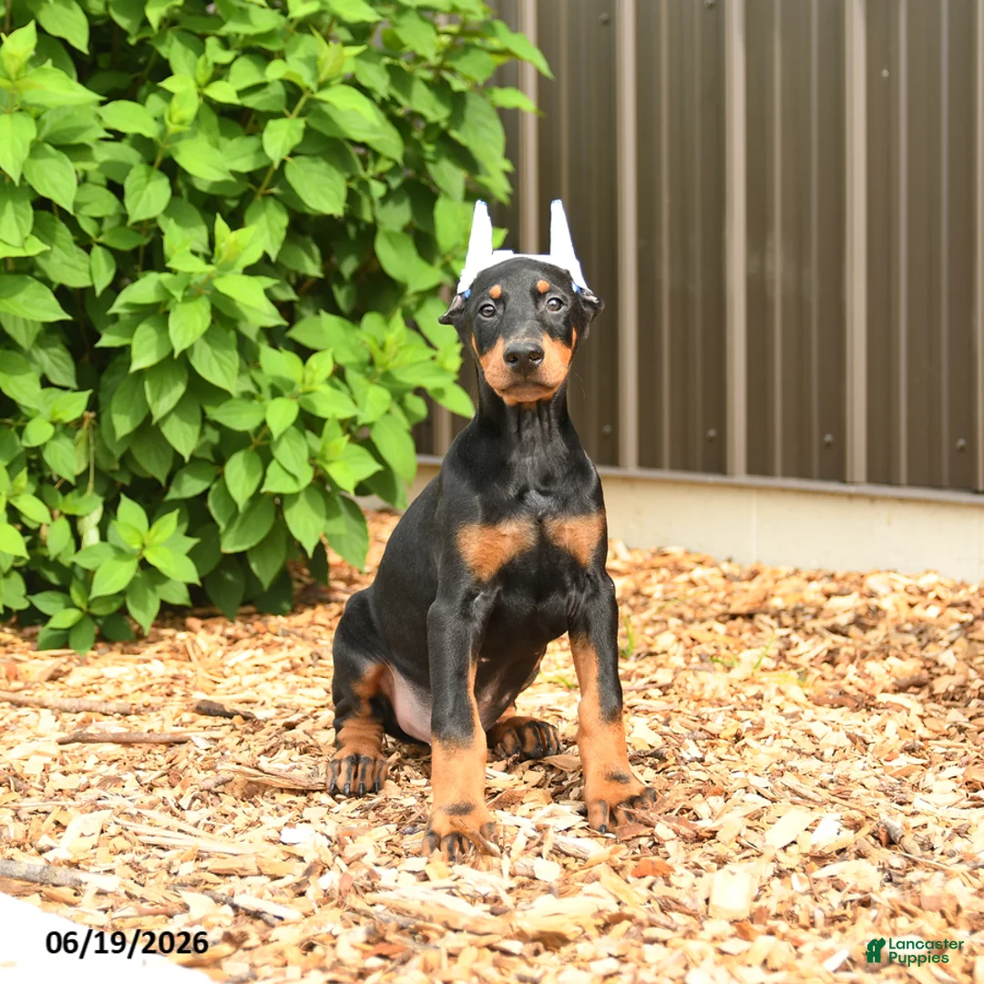 Doberman Pinscher dogs for sale: Diesel - Ad 2