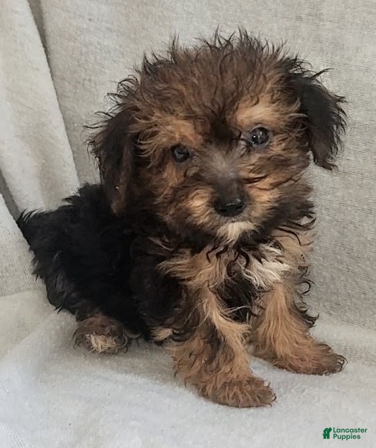 Mixed Breed dogs Tory - Ad 1