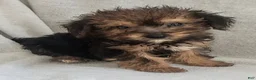 Mixed Breed dogs for sale: Tory - Ad 1