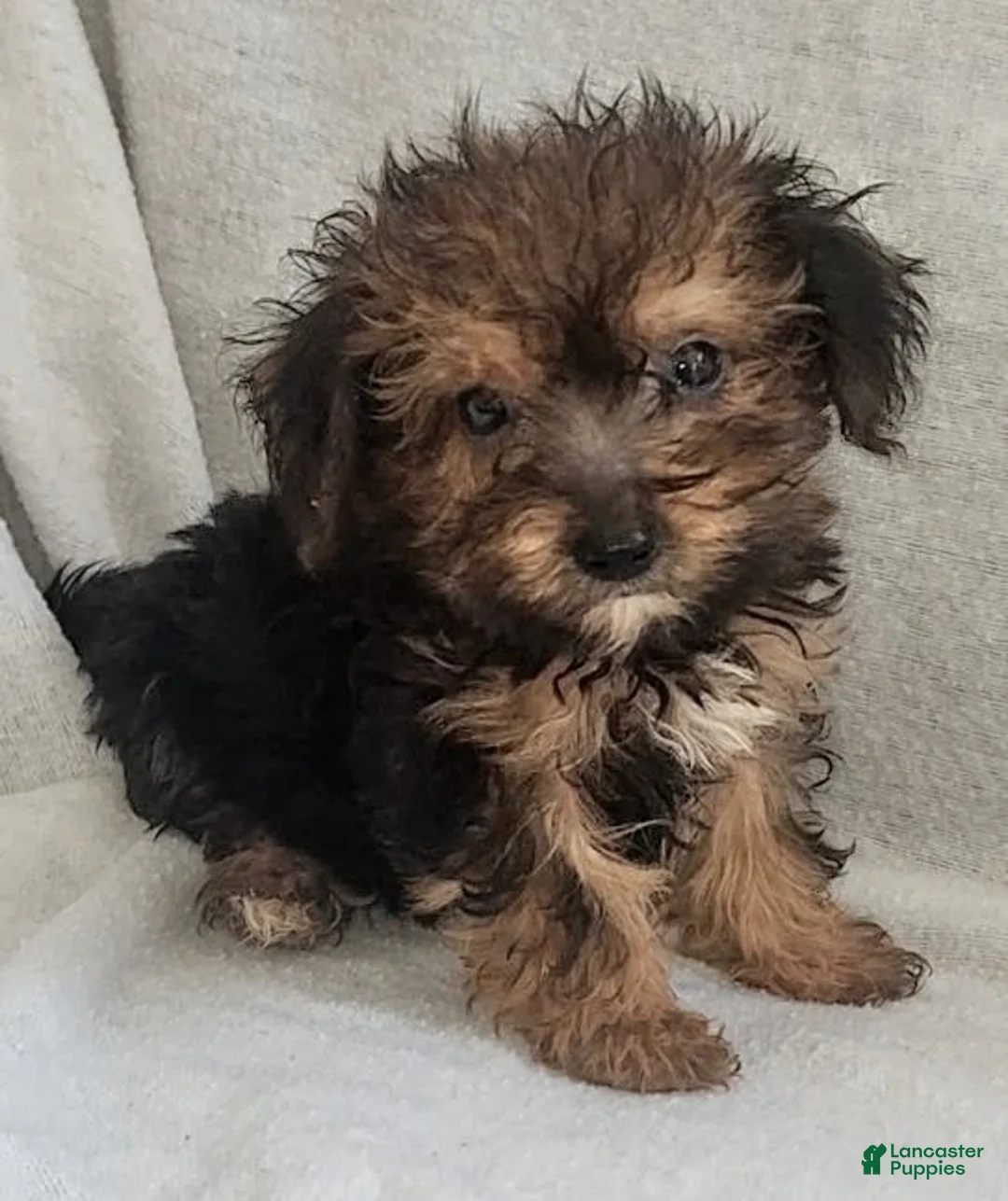 Mixed Breed dogs for sale: Tory - Ad 1