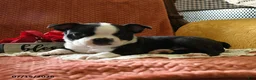 Boston Terrier dogs for sale: Winston - Ad 4