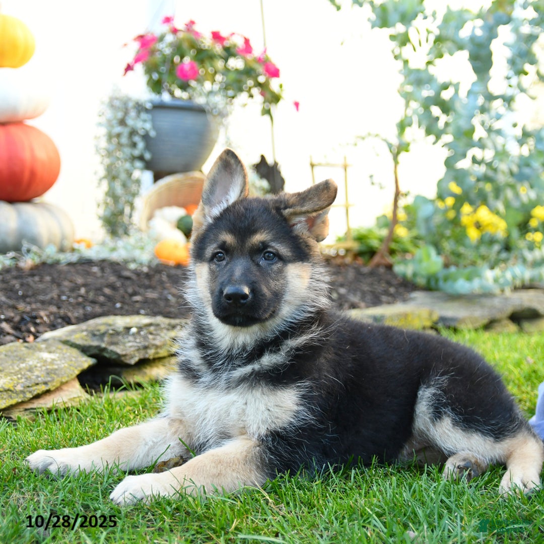 German Shepherd dogs for sale: Victoria - Ad 2