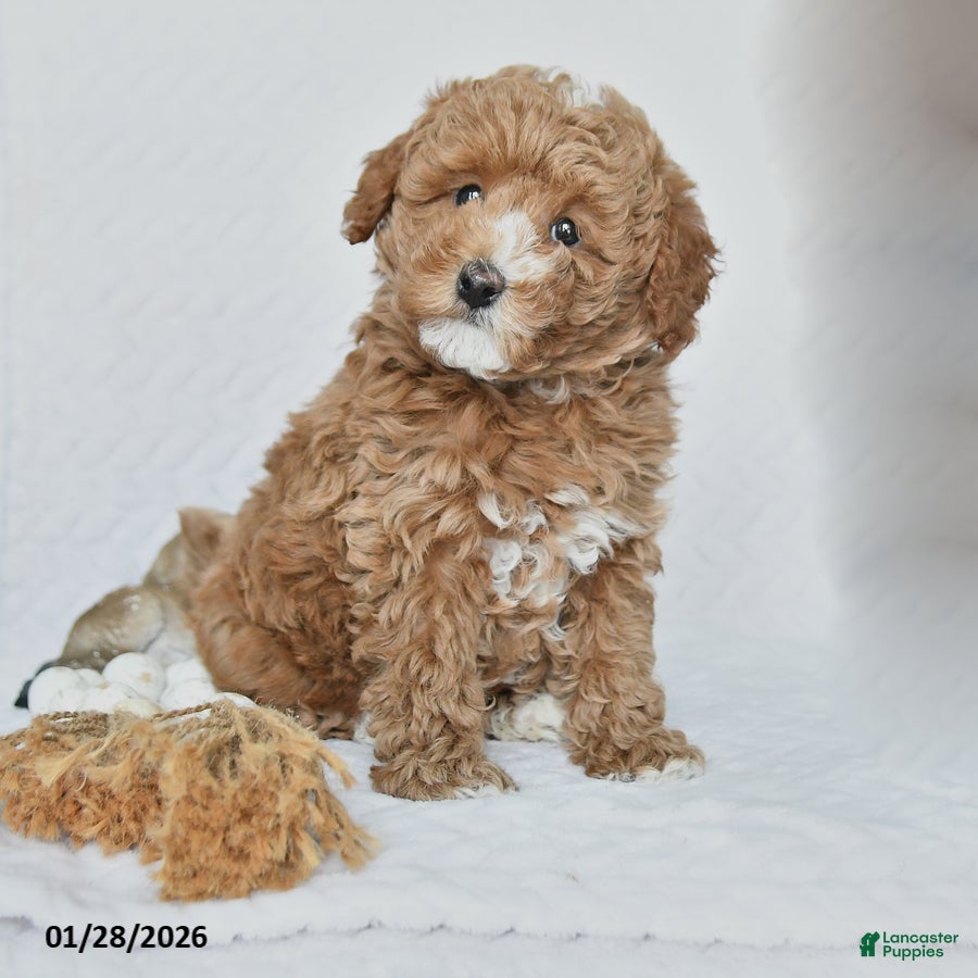 Miniature Poodle dogs Kuba - Ad 40