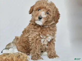 Miniature Poodle dogs Kuba - Ad 40