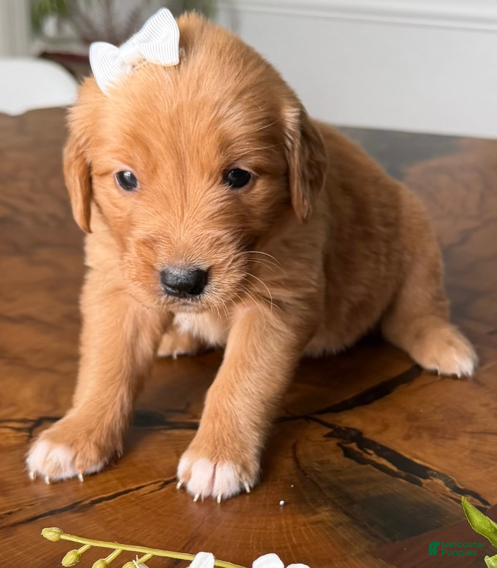 Golden Retriever dogs Red Golden Ms. White - Ad 2
