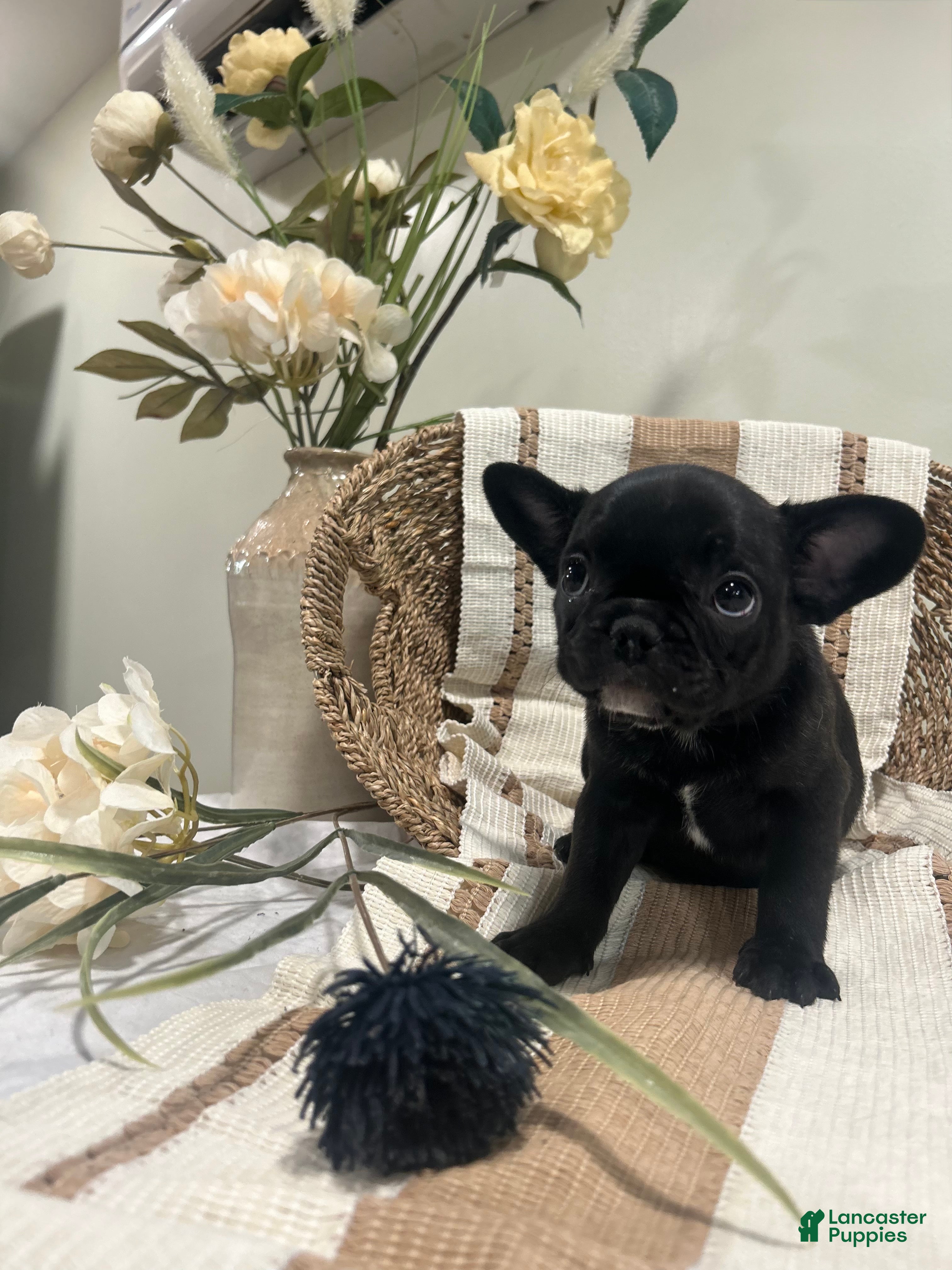 Frug dogs Armani - Ad 1
