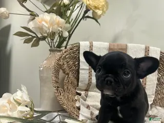 Frug dogs for sale: Armani - Ad 3