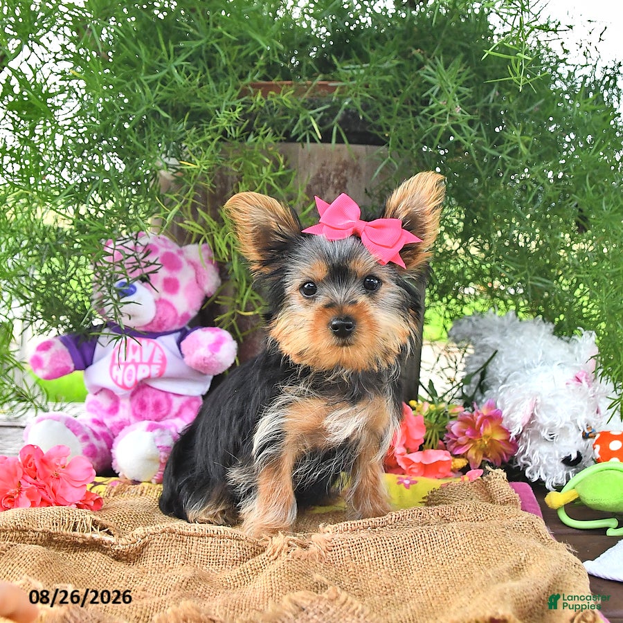 Yorkshire Terrier dogs Tanjo - Ad 1