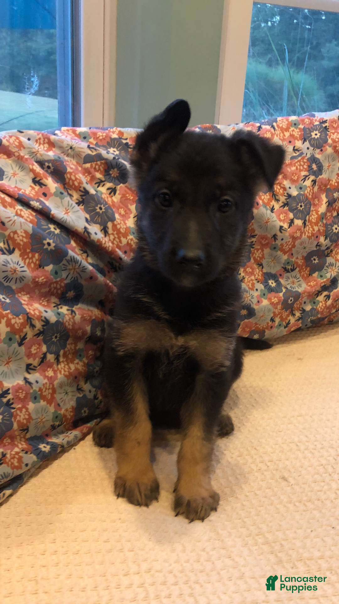 German Shepherd dogs for sale: German Shepherd Puppy 2 - Ad 1