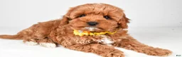 Cavapoo dogs for sale: Bailey  f one b - Ad 1