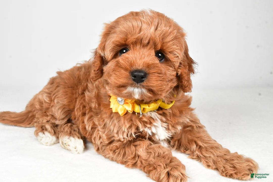 Cavapoo dogs for sale: Bailey  f one b - Ad 1