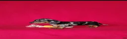 Miniature Dachshund dogs for sale: Brooklyn - Ad 5