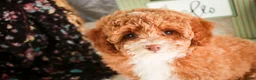 Miniature Poodle dogs for sale: Elenor - Ad 9