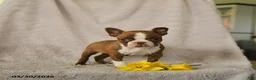 Boston Terrier dogs for sale: Drummer - Ad 3