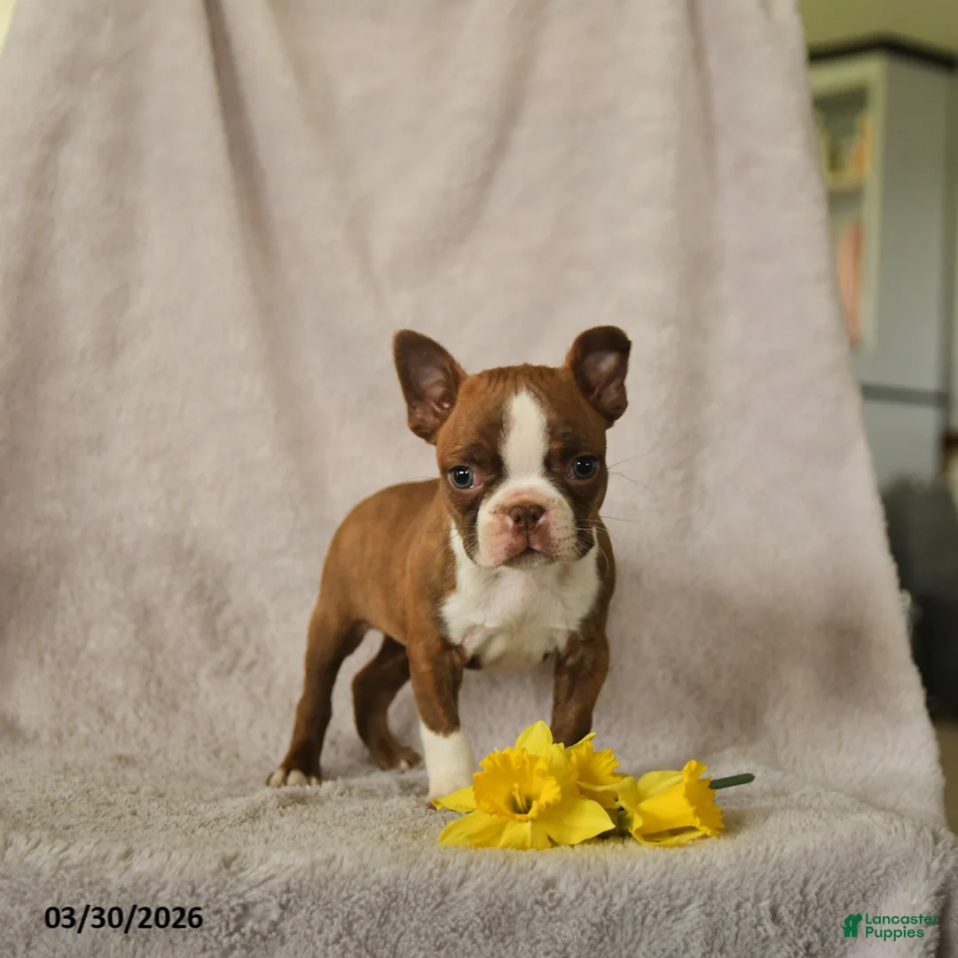 Boston Terrier dogs for sale: Drummer - Ad 3