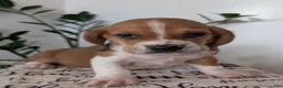 Mixed Breed dogs for sale: Copper  - Ad 9