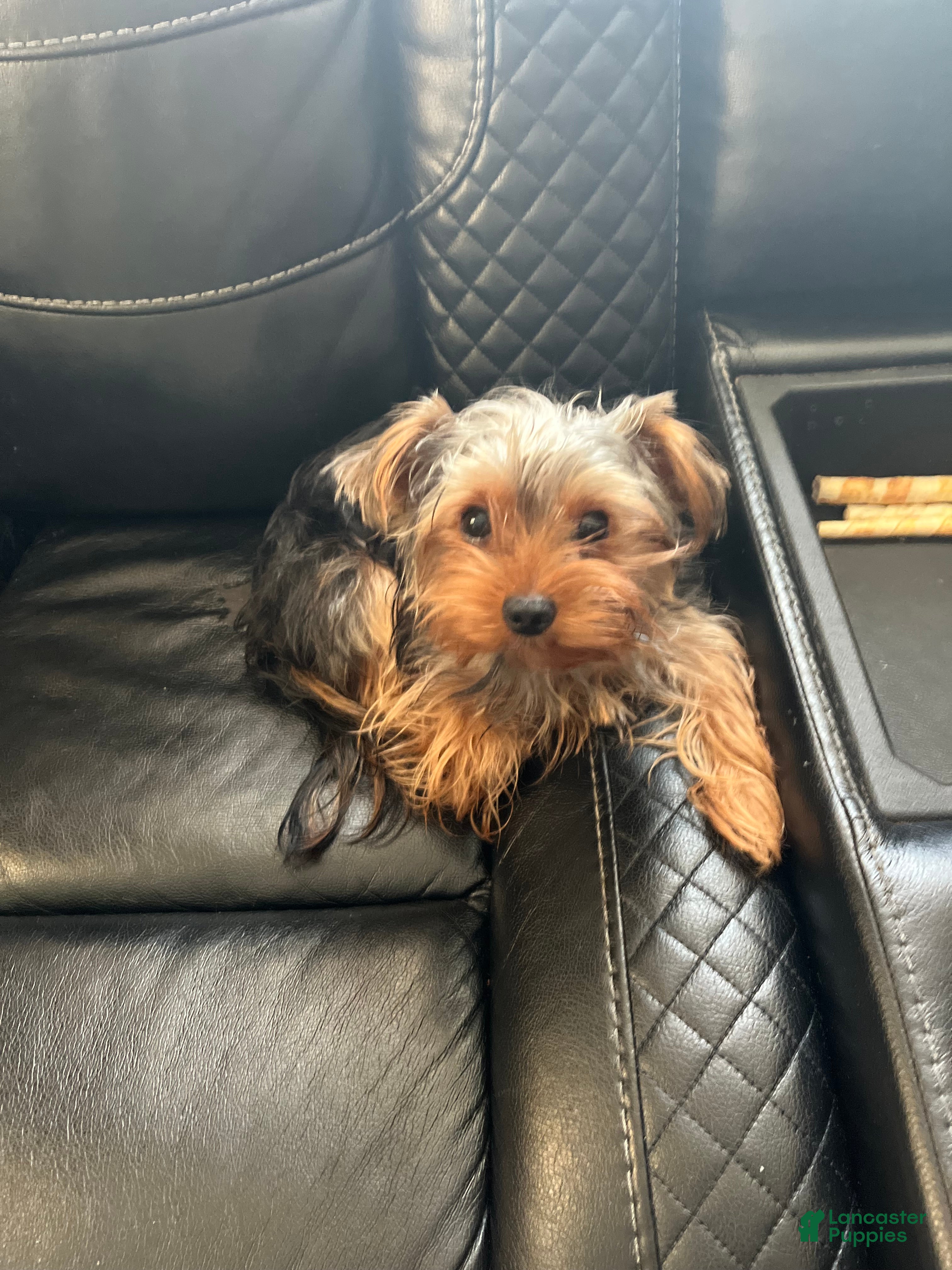 Yorkshire Terrier dogs Yorkshire Terrier Puppy 1 - Ad 11